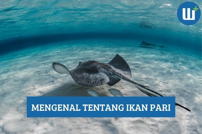 Mengenal Tentang Ikan Pari